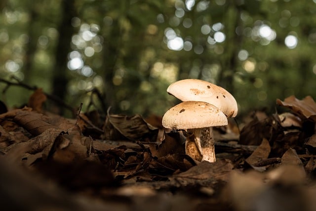 Free download mushrooms forest fungi nature free picture to be edited with GIMP free online image editor