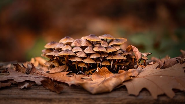 Free graphic mushrooms forest herbs nature to be edited by GIMP free image editor by OffiDocs