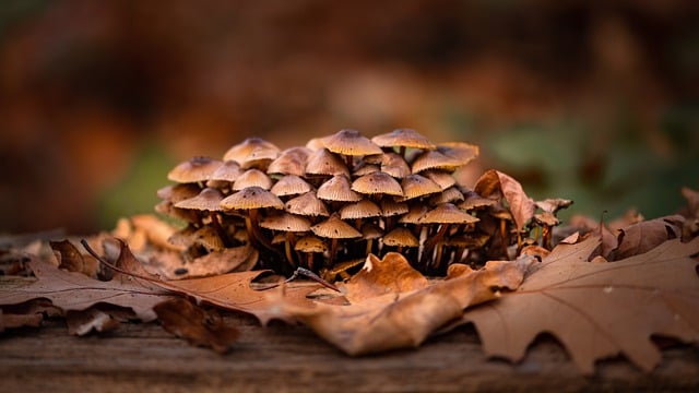 Free download mushrooms forest herbs nature free picture to be edited with GIMP free online image editor