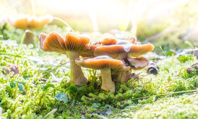 Muat turun percuma Mushrooms Forest Moss - foto atau gambar percuma untuk diedit dengan editor imej dalam talian GIMP
