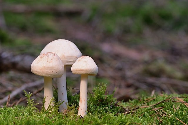 دانلود رایگان عکس طبیعت پاییزی قارچ جنگلی خزه برای ویرایش با ویرایشگر تصویر آنلاین رایگان GIMP