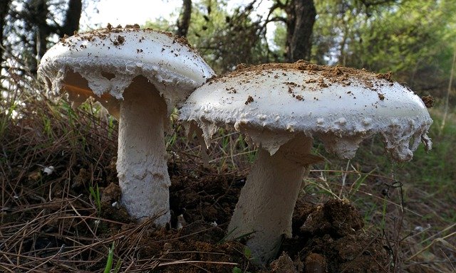 Free download Mushrooms Forest Mushroom -  free photo or picture to be edited with GIMP online image editor