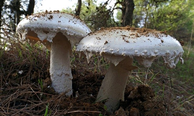 Kostenloser Download Mushrooms Forest Mushroom - kostenloses Foto oder Bild zur Bearbeitung mit GIMP Online-Bildbearbeitung