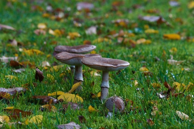 Free download mushrooms forest mycology nature free picture to be edited with GIMP free online image editor