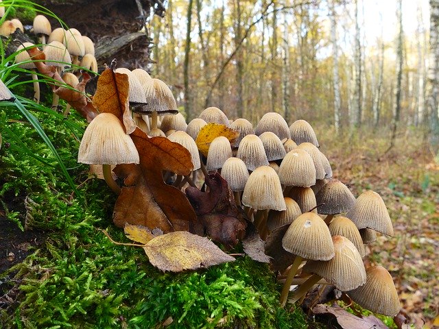 Download grátis Mushrooms Forest Nature Close - foto ou imagem gratuita a ser editada com o editor de imagens online do GIMP