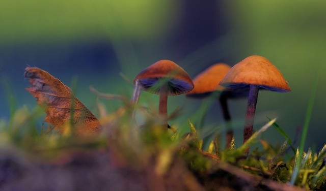 Free download mushrooms forest nature grass free picture to be edited with GIMP free online image editor