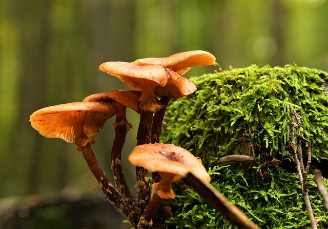 Kostenloser Download von Pilzen, Wald, Natur, Moos, kostenloses Bild zur Bearbeitung mit dem kostenlosen Online-Bildeditor GIMP