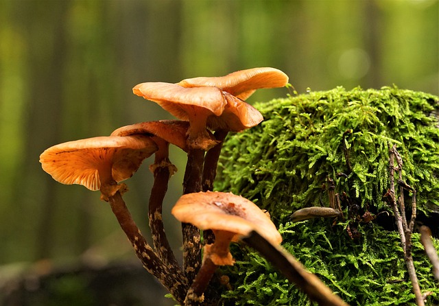 Free download mushrooms forest nature moos free picture to be edited with GIMP free online image editor