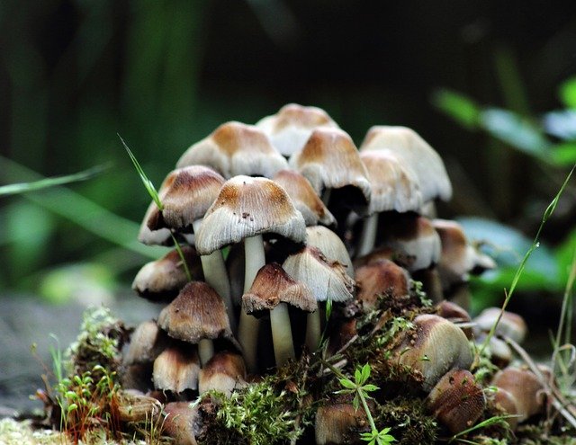 Free download mushrooms forest nature poisonous free picture to be edited with GIMP free online image editor