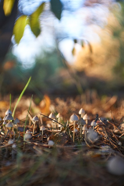 Free download mushrooms forest scenery autumn free picture to be edited with GIMP free online image editor