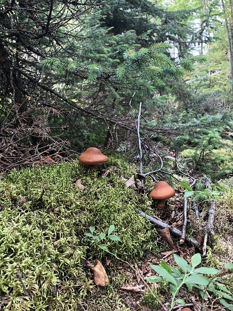 Скачать бесплатно Mushrooms Forest Trees - бесплатное фото или изображение для редактирования с помощью онлайн-редактора изображений GIMP