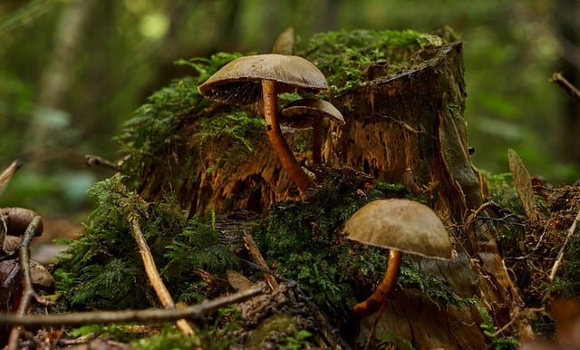 Free download mushrooms forest tree stump free picture to be edited with GIMP free online image editor