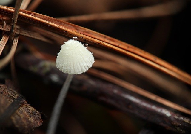 Free download Mushrooms Fungi Are Not -  free photo or picture to be edited with GIMP online image editor