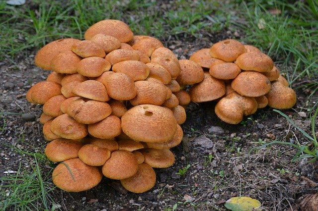 Kostenloser Download Pilze Pilze Herbst - kostenloses Foto oder Bild zur Bearbeitung mit GIMP Online-Bildbearbeitung