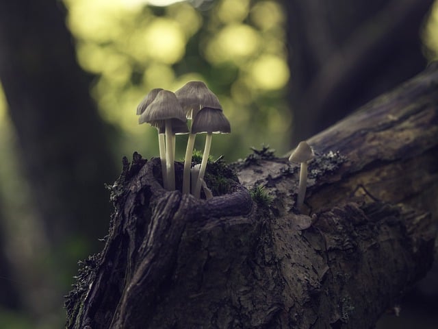 Free download mushrooms fungi forest autumn free picture to be edited with GIMP free online image editor