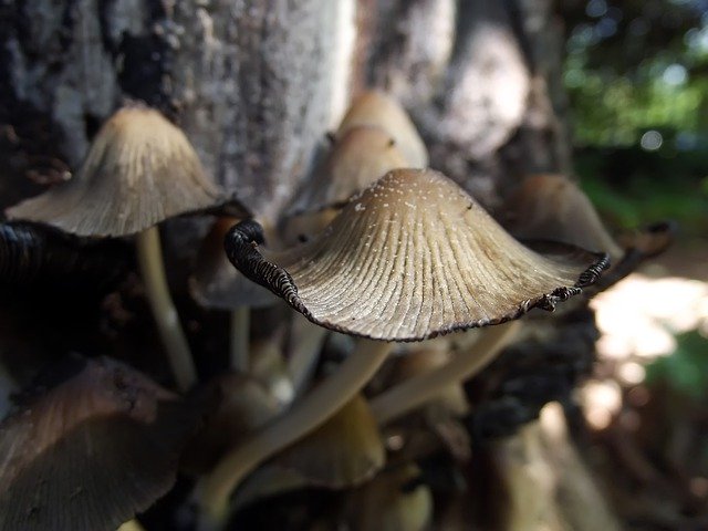 Free download Mushrooms Fungi Fungus -  free photo or picture to be edited with GIMP online image editor