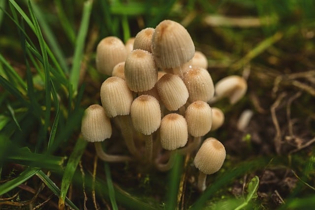 Free download mushrooms fungi grass fairy inkcap free picture to be edited with GIMP free online image editor