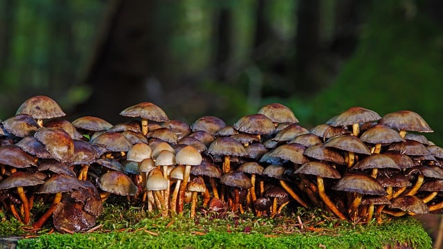 Free download mushrooms fungi moss tree fungi free picture to be edited with GIMP free online image editor