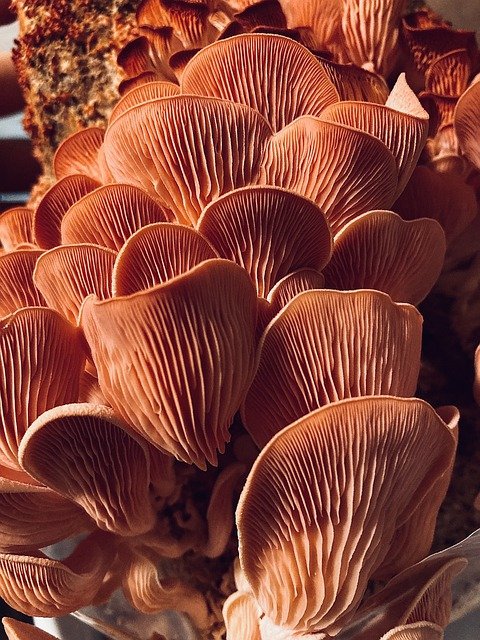 Free download mushrooms fungi mycology free picture to be edited with GIMP free online image editor