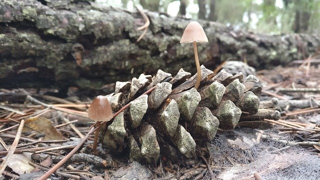 Descarga gratuita Mushrooms Fungi Pineapple - foto o imagen gratuita para editar con el editor de imágenes en línea GIMP