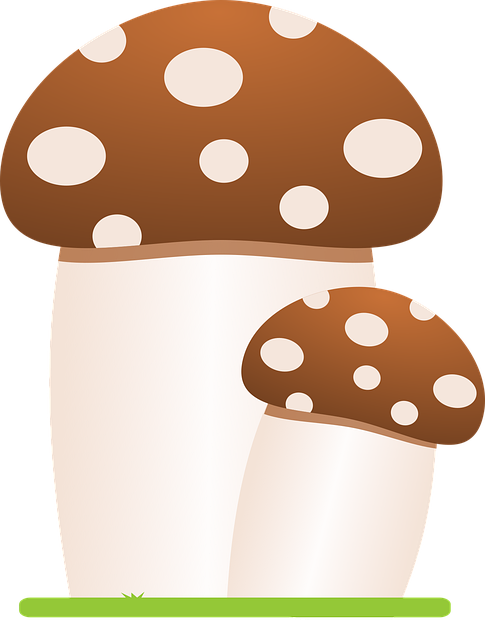 Free download Mushrooms Fungus Forest - Free vector graphic on Pixabay free illustration to be edited with GIMP free online image editor