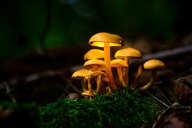 Free download mushrooms fungus fungi moss free picture to be edited with GIMP free online image editor