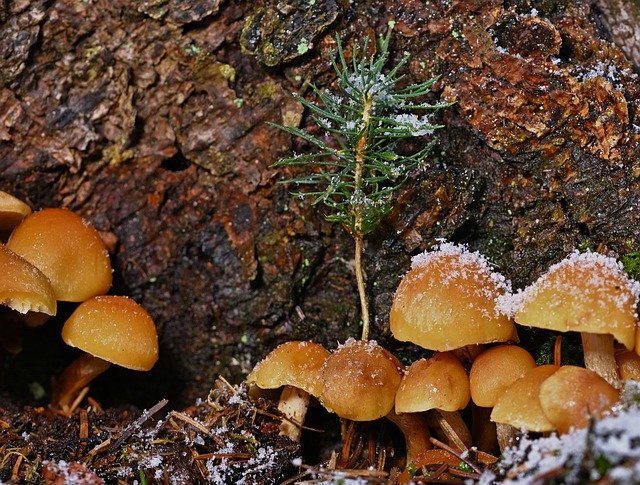 Free download mushrooms fungus fungi moss oce free picture to be edited with GIMP free online image editor