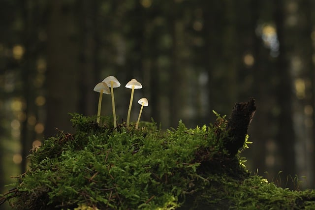 Free download mushrooms fungus mycology moss free picture to be edited with GIMP free online image editor
