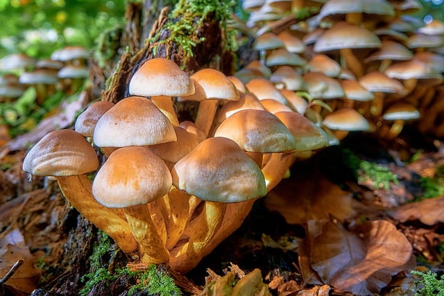 دانلود رایگان عکس طبیعت قارچ قارچ برای ویرایش با ویرایشگر تصویر آنلاین رایگان GIMP