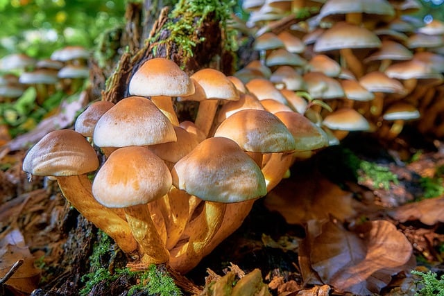 Free download mushrooms fungus nature free picture to be edited with GIMP free online image editor