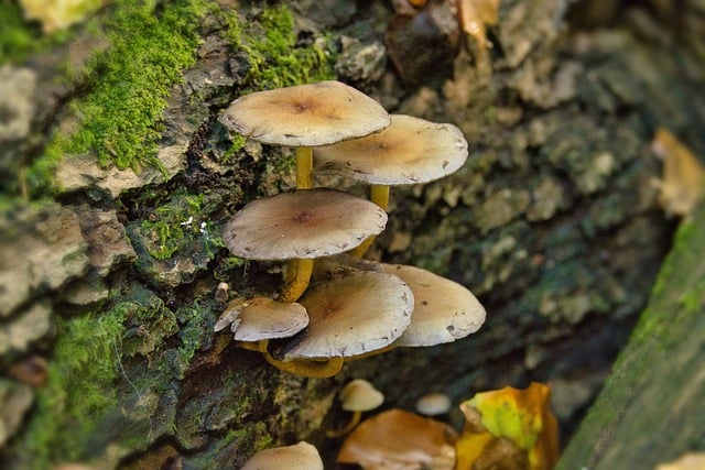 Free download mushrooms fungus tree bark free picture to be edited with GIMP free online image editor