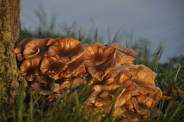 Free picture Mushrooms Gold Autumn -  to be edited by GIMP free image editor by OffiDocs