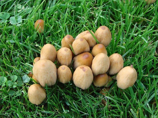 Free download mushrooms grass clover cluster free picture to be edited with GIMP free online image editor