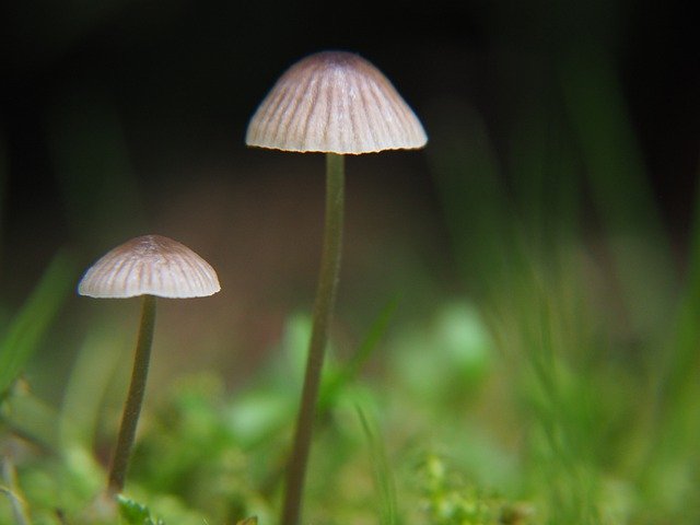 Free download Mushrooms Grass Mushroom -  free photo or picture to be edited with GIMP online image editor