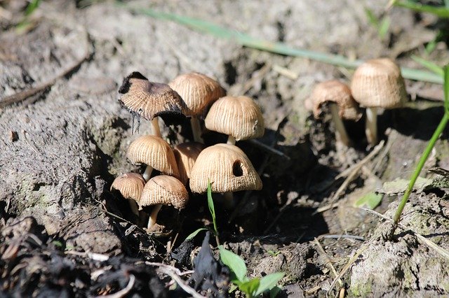 Free download Mushrooms Grebes Nature -  free photo or picture to be edited with GIMP online image editor