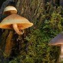 Mushrooms grow on tree trunks  screen for extension Chrome web store in OffiDocs Chromium
