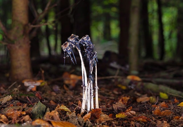 Free download mushroom shaggy mane fungi forest free picture to be edited with GIMP free online image editor