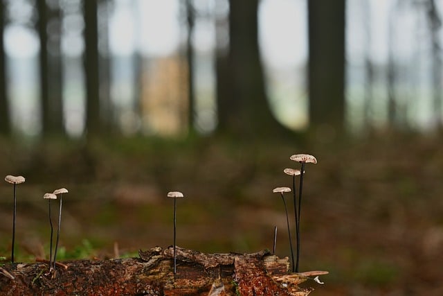 Free download mushrooms helmetlings branch free picture to be edited with GIMP free online image editor