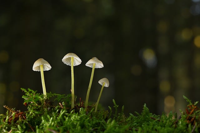 Gratis download paddestoelen helmvogels mos gratis foto om te bewerken met GIMP gratis online afbeeldingseditor