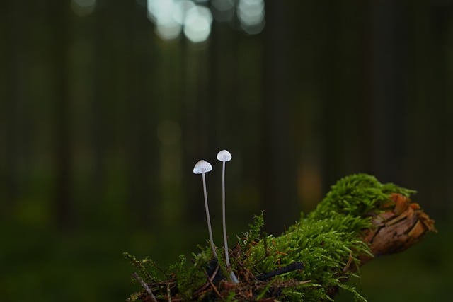 Free download mushrooms helmetlings moss root free picture to be edited with GIMP free online image editor