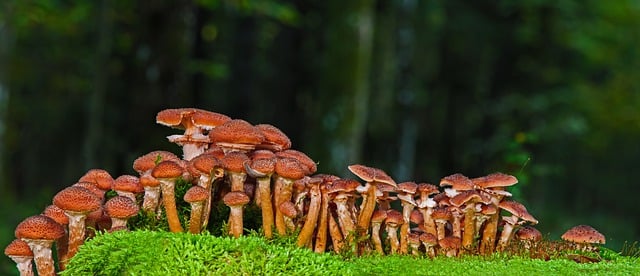 Free download mushrooms honey fungus moss free picture to be edited with GIMP free online image editor