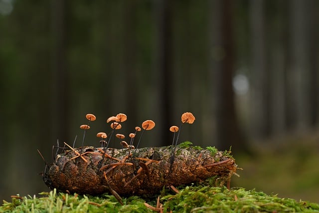 Free download mushrooms horsehair dizzy pinecone free picture to be edited with GIMP free online image editor