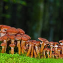 Mushrooms jostle each other  screen for extension Chrome web store in OffiDocs Chromium