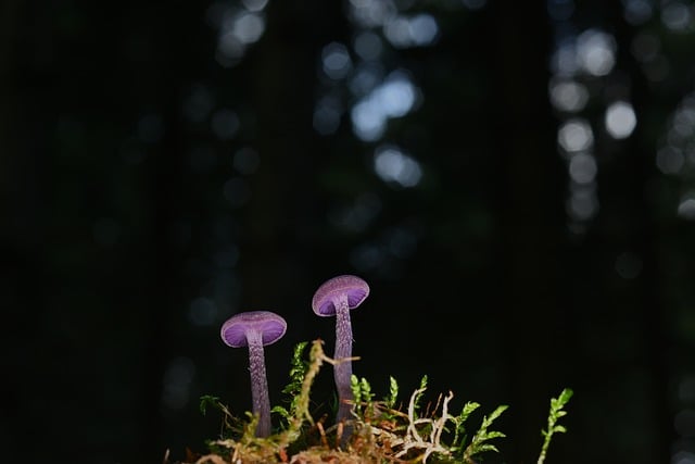 Free download mushrooms lamella mycology fungi free picture to be edited with GIMP free online image editor
