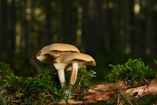 Free download mushrooms lamellar mushrooms free picture to be edited with GIMP free online image editor