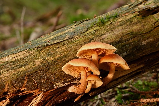 Gratis download paddestoelen lamellaire paddestoelen tak gratis foto om te bewerken met GIMP gratis online afbeeldingseditor