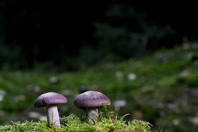 Téléchargement gratuit de l'image gratuite de forêt de champignons lamellaires à modifier avec l'éditeur d'images en ligne gratuit GIMP