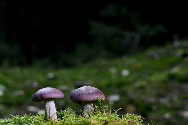 Free download mushrooms lamellar mushrooms forest free picture to be edited with GIMP free online image editor