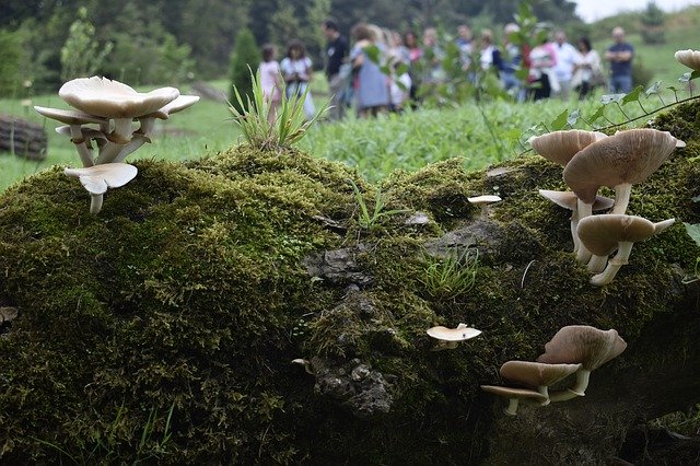 Free download Mushrooms Landscape -  free photo or picture to be edited with GIMP online image editor