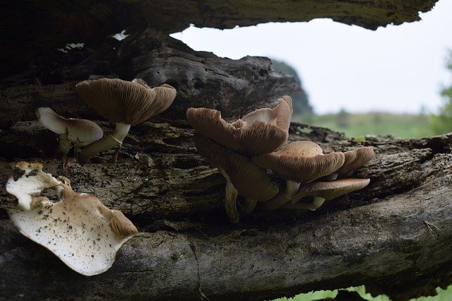 Free download Mushrooms Landscape Nature -  free photo or picture to be edited with GIMP online image editor